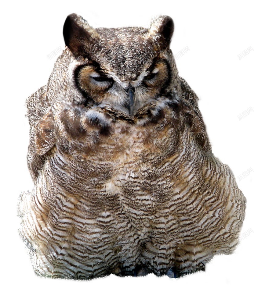 猫头鹰鸮owl的复数png免抠素材_新图网 https://ixintu.com owl的复数 猫头鹰鸮