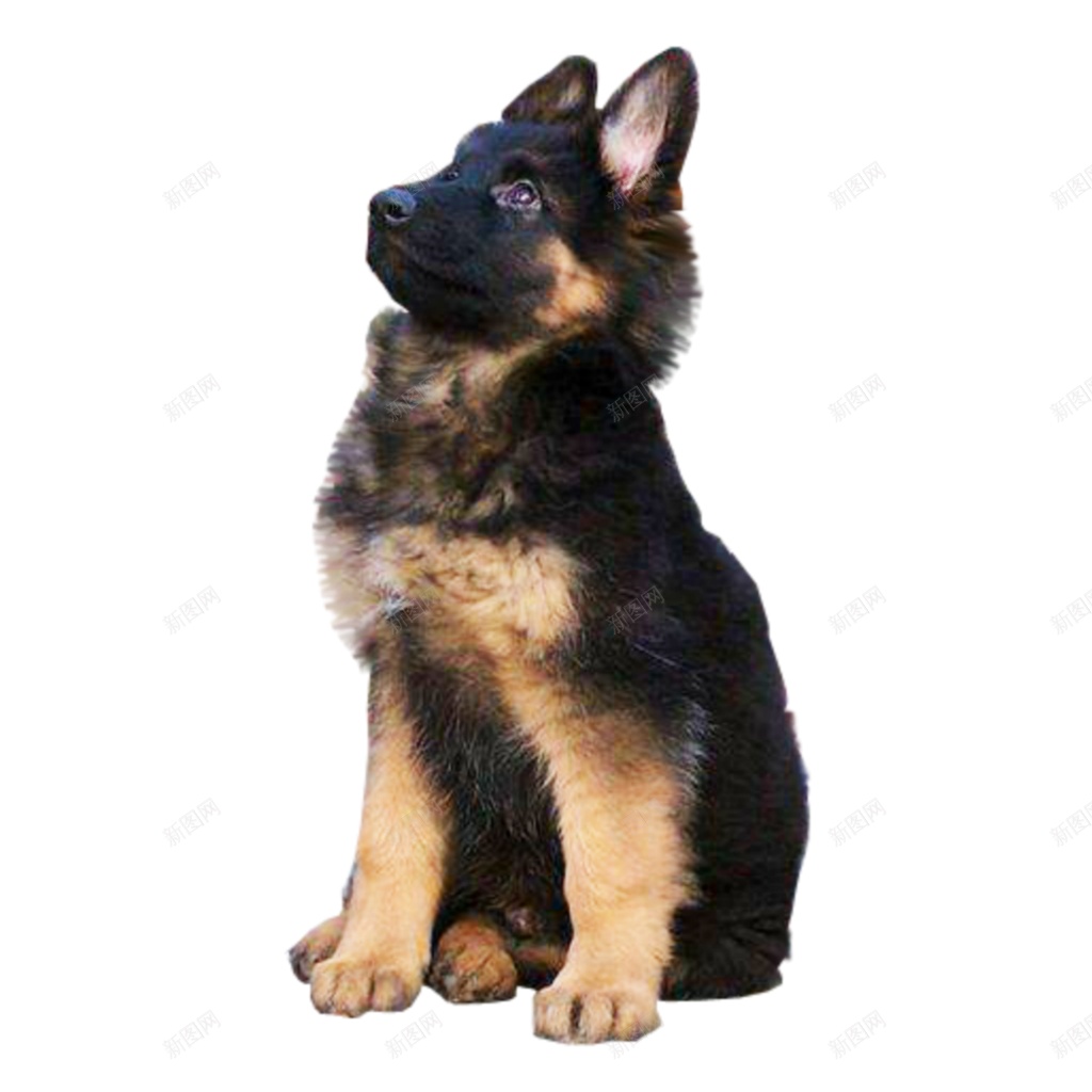 德国牧羊犬狼犬png免抠素材_新图网 https://ixintu.com 德国牧羊犬 狼犬