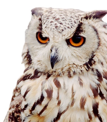 猫头鹰鸮owl的复数png免抠素材_新图网 https://ixintu.com owl的复数 猫头鹰鸮