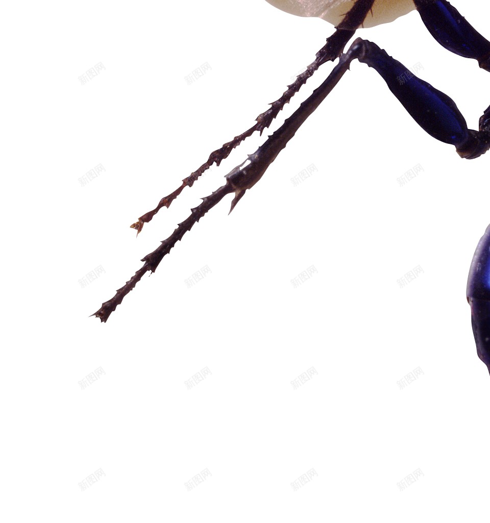 小昆虫虫子png免抠素材_新图网 https://ixintu.com 小昆虫 虫子