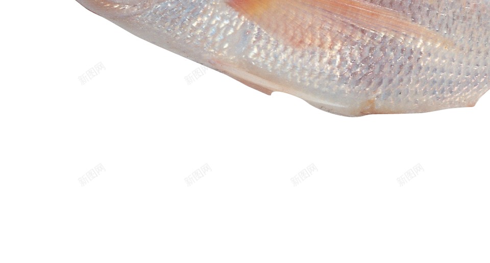 鱼鱼肉png免抠素材_新图网 https://ixintu.com 鱼 鱼肉