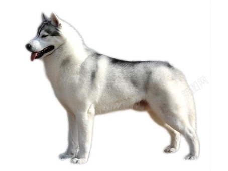哈士奇宠物狗狗实拍图png免抠素材_新图网 https://ixintu.com 哈士奇 狗狗 犬 可爱 动物 实拍 宠物 忠诚 小狗