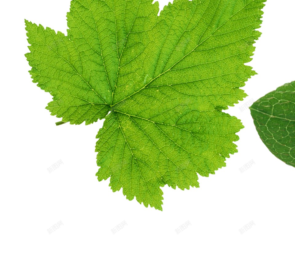 绿叶绿色的树叶png免抠素材_新图网 https://ixintu.com 绿叶 绿色的树叶
