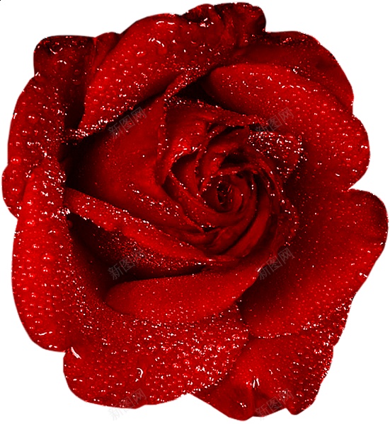 手绘玫瑰花花朵花束鲜花水彩绘画png免抠素材_新图网 https://ixintu.com 玫瑰花 手绘 水彩 绘画 花朵 花束 鲜花