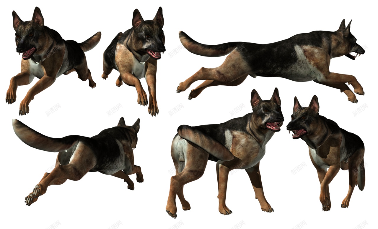 德国牧羊犬狼犬png免抠素材_新图网 https://ixintu.com 德国牧羊犬 狼犬