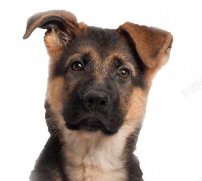 德国牧羊犬狼犬png免抠素材_新图网 https://ixintu.com 德国牧羊犬 狼犬