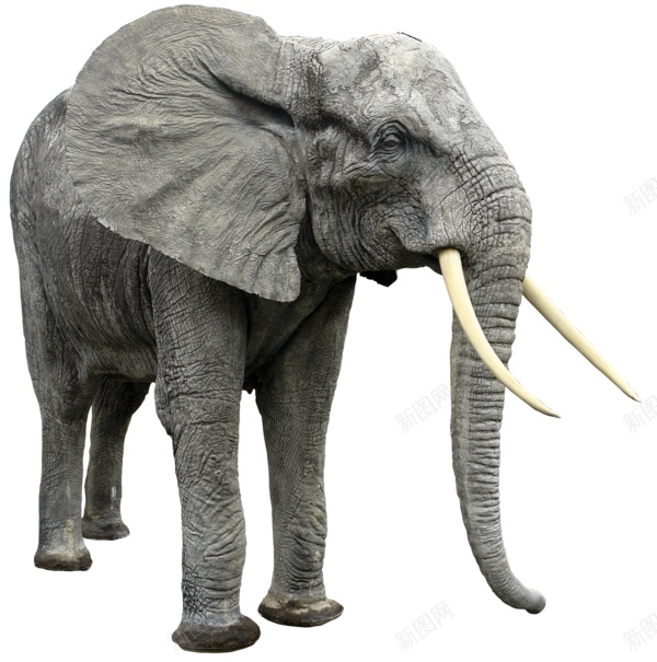 象elephant的复数png免抠素材_新图网 https://ixintu.com elephant的复数 象