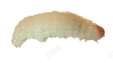 蛆maggot的复数png免抠素材_新图网 https://ixintu.com maggot的复数 蛆