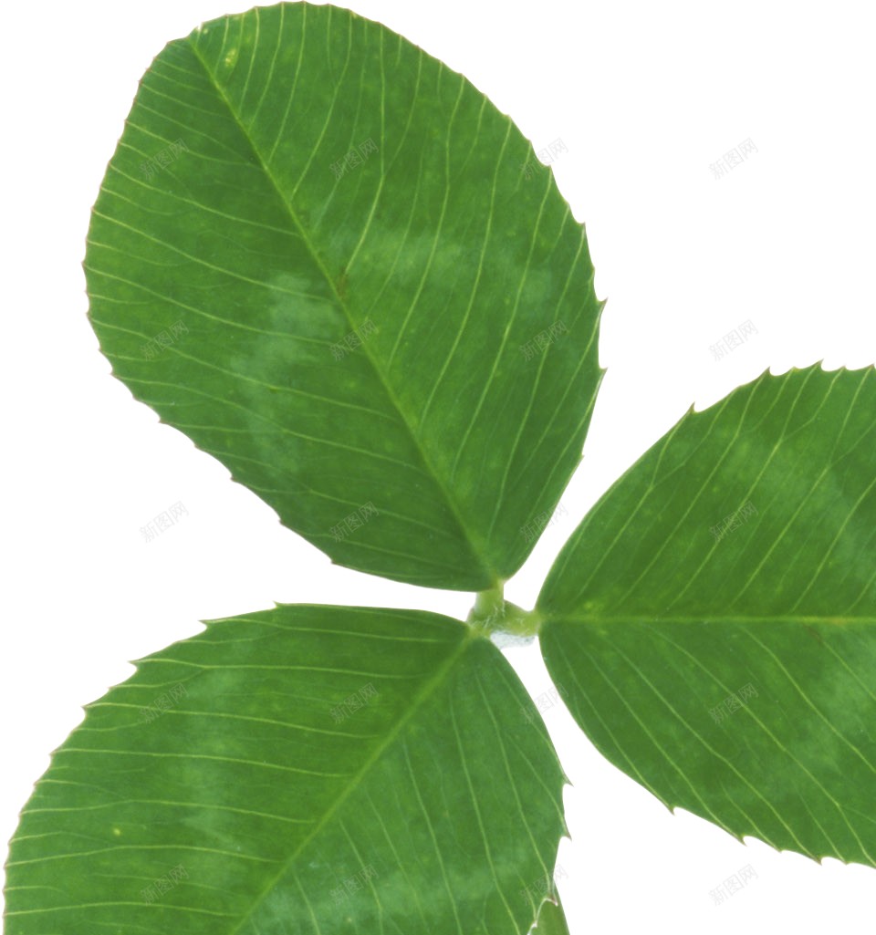 三叶草车轴草png免抠素材_新图网 https://ixintu.com 三叶草 车轴草