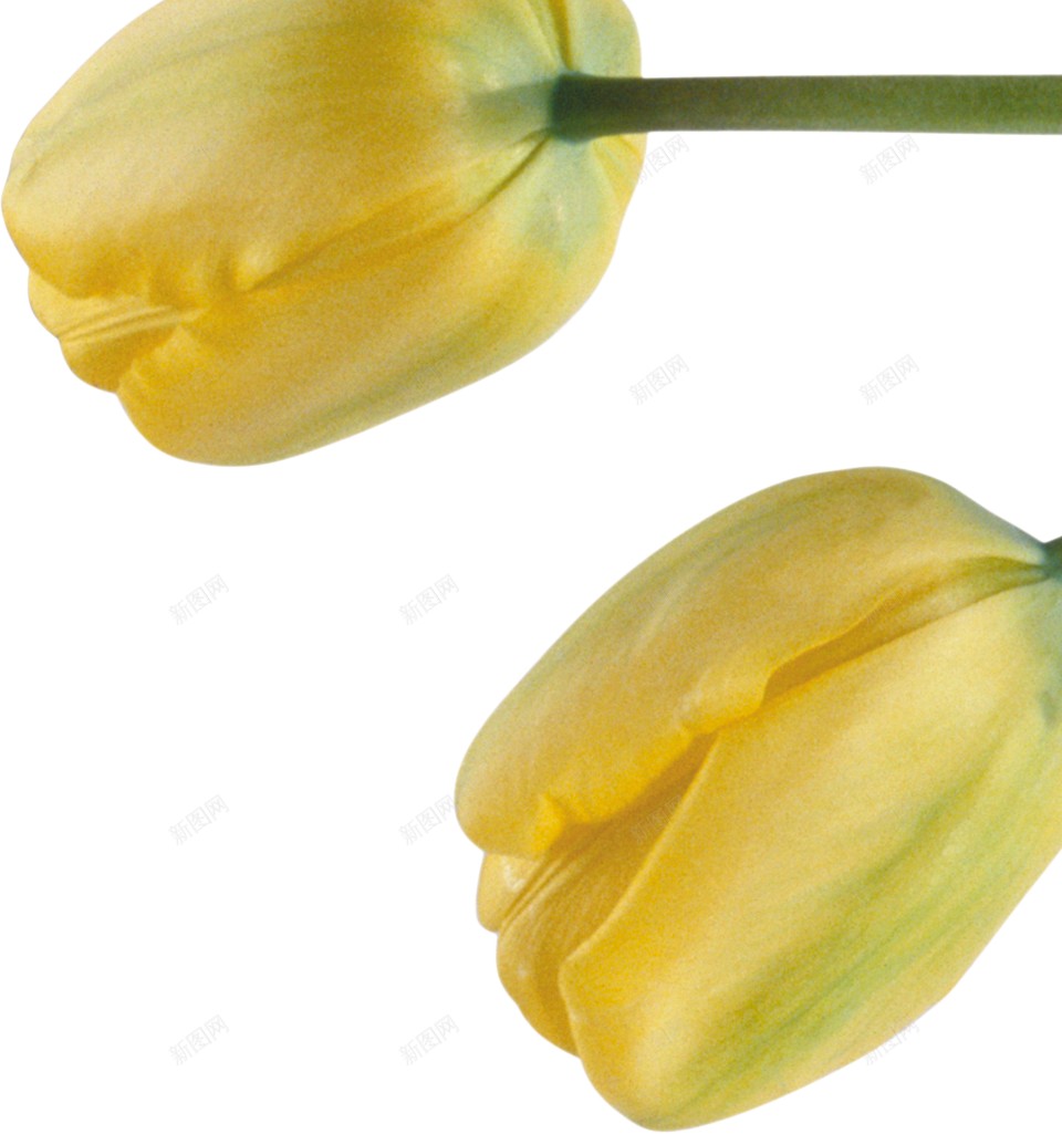 一瓶黄色鲜花装饰图png免抠素材_新图网 https://ixintu.com 鲜花 一束 黄色 花苞 绿叶 渐变黄花瓶 插花 小清新 摆设 美观装饰