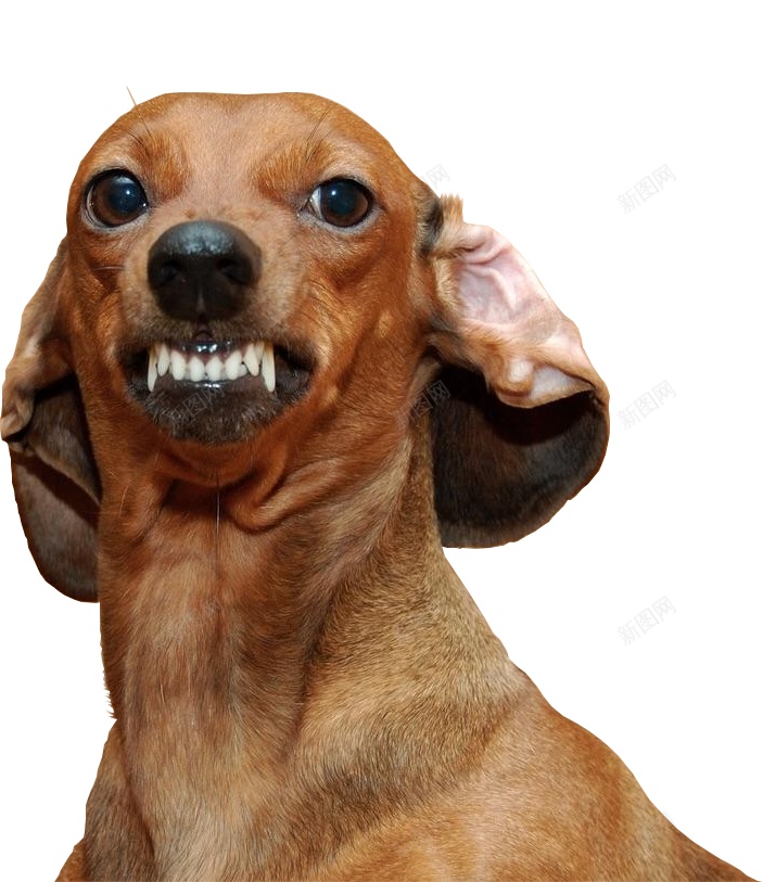 猎獾狗腊肠狗png免抠素材_新图网 https://ixintu.com 猎獾狗腊肠狗