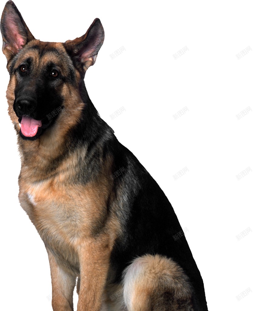 德国牧羊犬狼犬png免抠素材_新图网 https://ixintu.com 德国牧羊犬 狼犬