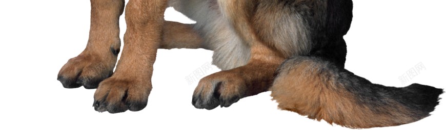 德国牧羊犬狼犬png免抠素材_新图网 https://ixintu.com 德国牧羊犬 狼犬