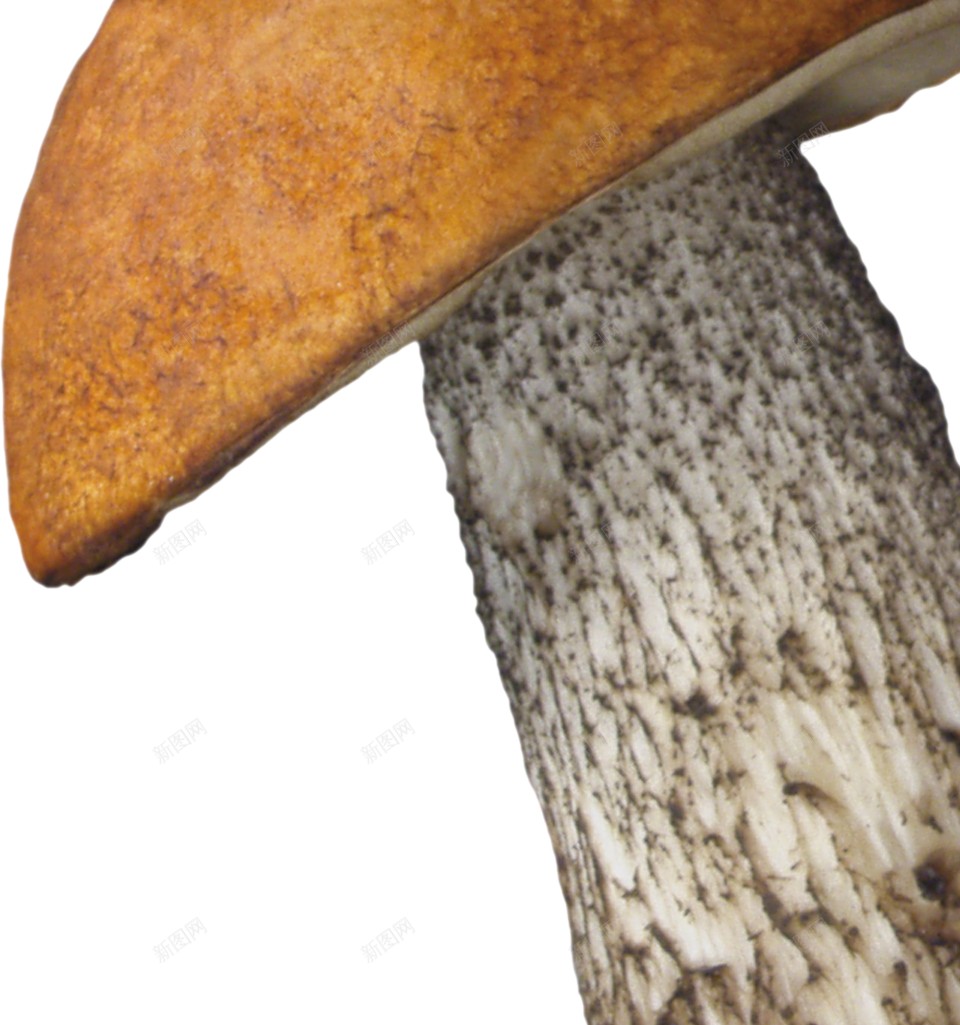 蘑菇蕈png免抠素材_新图网 https://ixintu.com 蕈 蘑菇