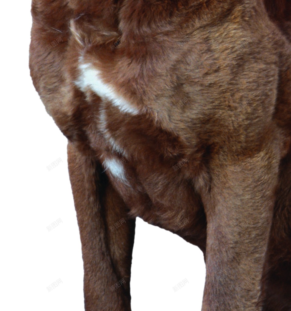 拉布拉多猎狗拉布拉多猎犬png免抠素材_新图网 https://ixintu.com 拉布拉多猎犬 拉布拉多猎狗