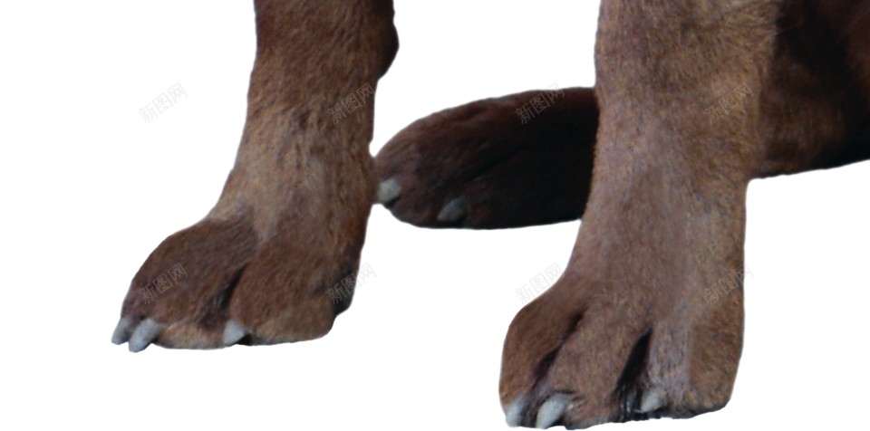 拉布拉多猎狗拉布拉多猎犬png免抠素材_新图网 https://ixintu.com 拉布拉多猎犬 拉布拉多猎狗