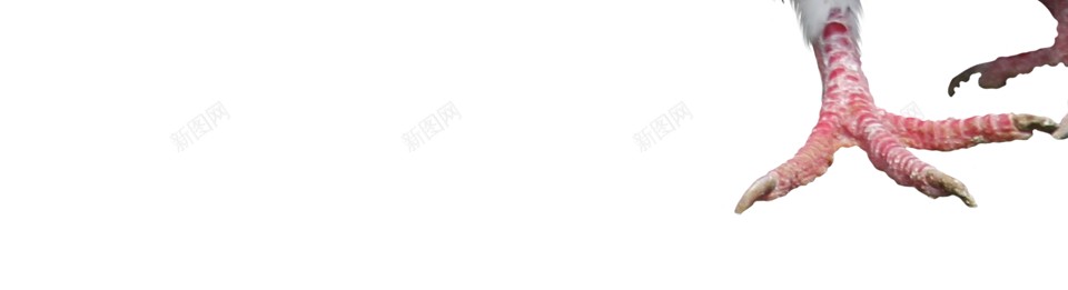 鸽子png免抠素材_新图网 https://ixintu.com 鸽子