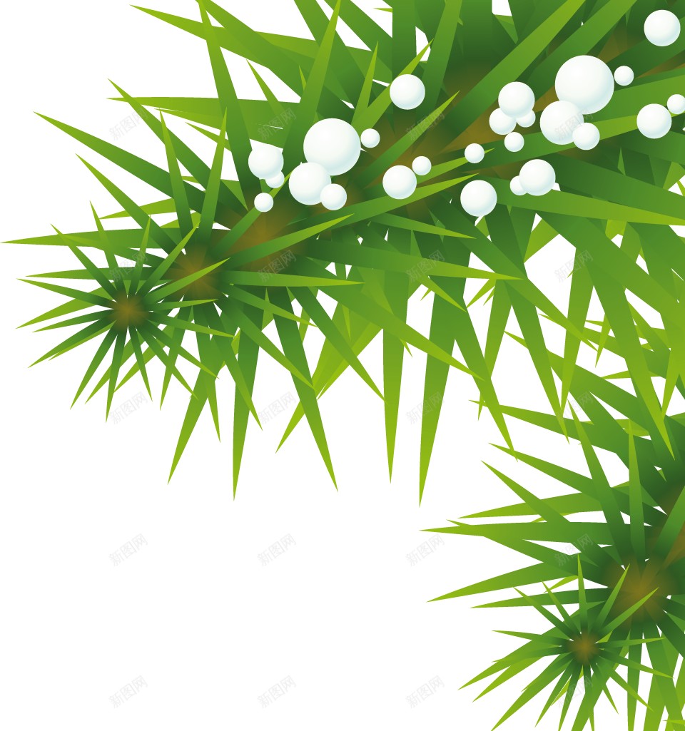 枞树冷杉png免抠素材_新图网 https://ixintu.com 冷杉 枞树
