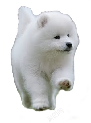薩摩耶犬萨摩耶犬png免抠素材_新图网 https://ixintu.com 萨摩耶犬 薩摩耶犬