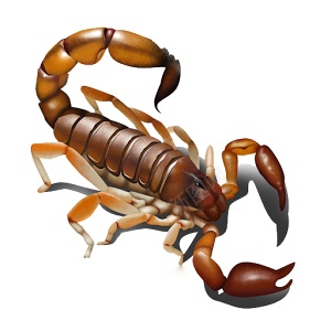 蝎子scorpion的复数png免抠素材_新图网 https://ixintu.com scorpion的复数 蝎子