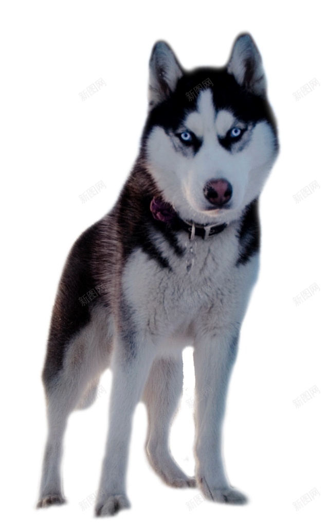 哈士奇宠物狗狗实拍图png免抠素材_新图网 https://ixintu.com 哈士奇 狗狗 犬 可爱 动物 实拍 宠物 忠诚 小狗
