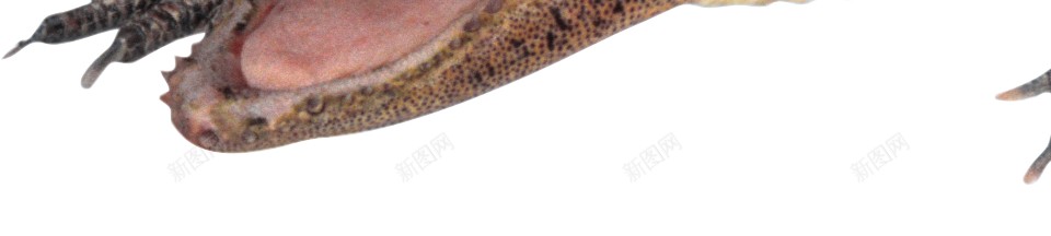 鳄鱼鳄鱼皮png免抠素材_新图网 https://ixintu.com 鳄鱼 鳄鱼皮