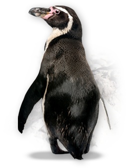 企鹅penguin的复数png免抠素材_新图网 https://ixintu.com penguin的复数 企鹅