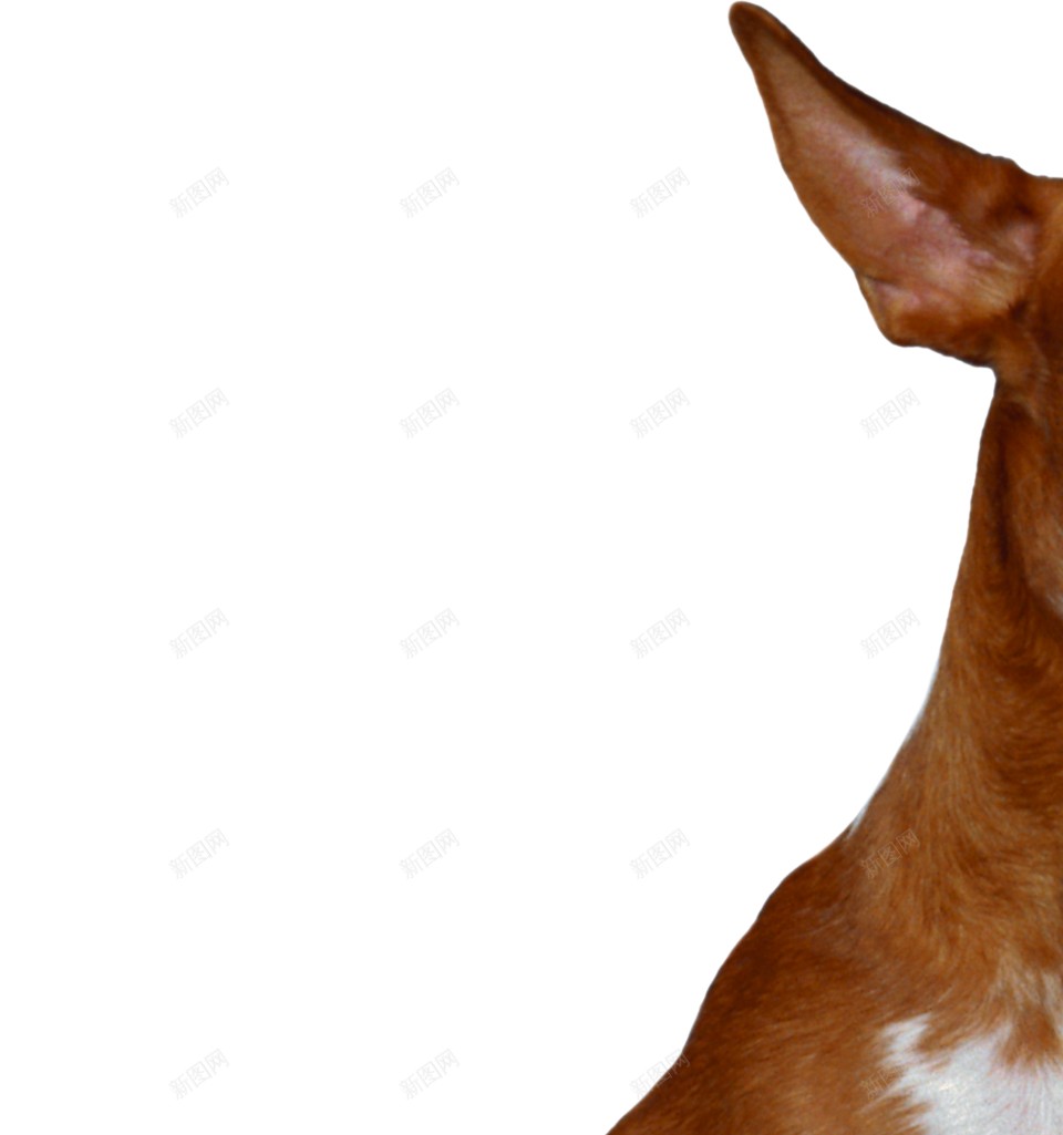 狗犬png免抠素材_新图网 https://ixintu.com 犬 狗