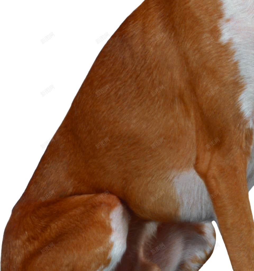 狗犬png免抠素材_新图网 https://ixintu.com 犬 狗
