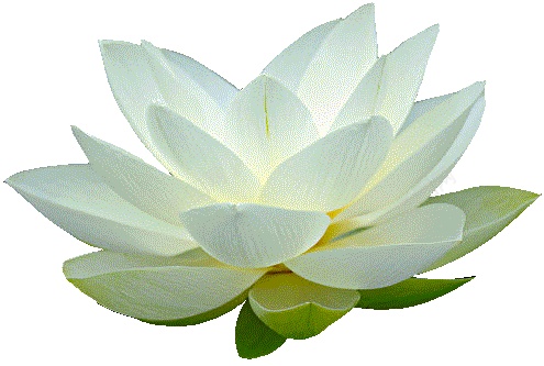手绘淡黄色莲花图案png免抠素材_新图网 https://ixintu.com 卡通 可爱 夏天 夏季 插画 池塘 荷叶 开放 荷花 精美 莲花 纯洁