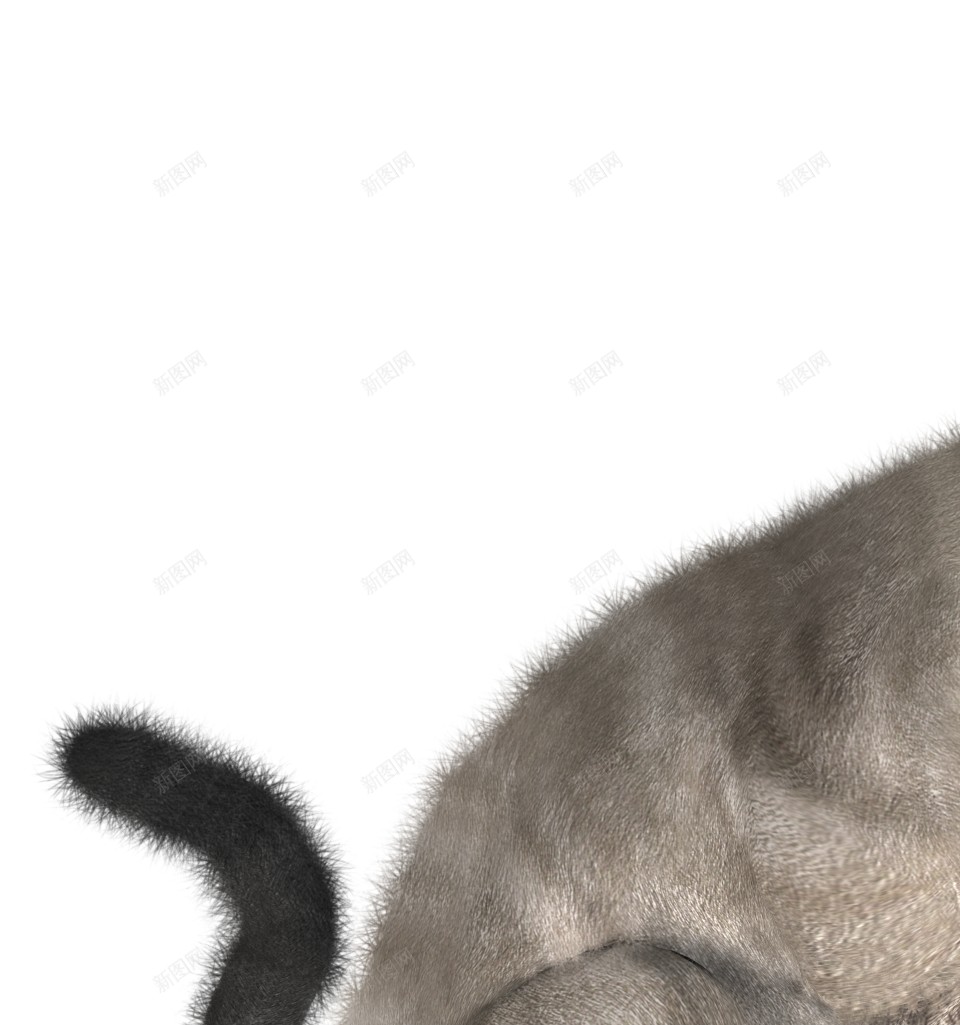 猫猫科动物png免抠素材_新图网 https://ixintu.com 猫 猫科动物
