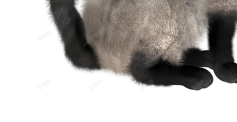 猫猫科动物png免抠素材_新图网 https://ixintu.com 猫 猫科动物