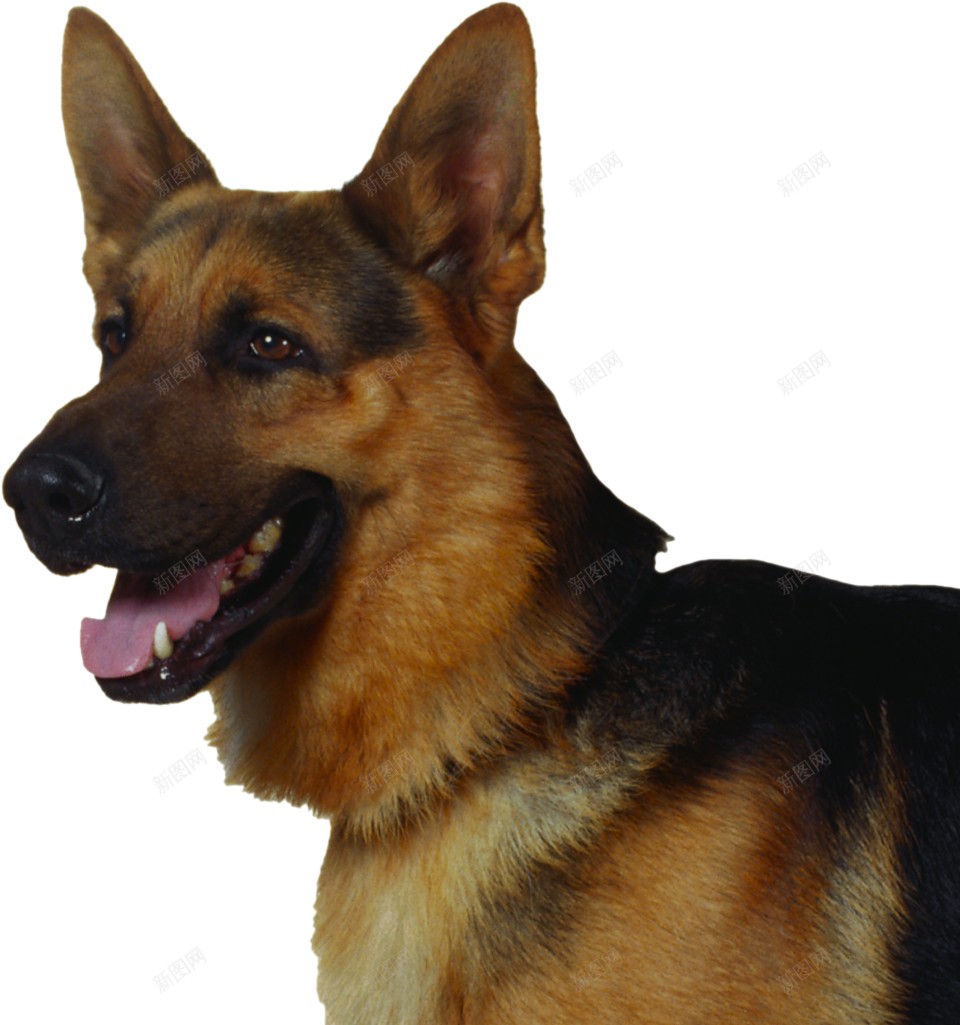 德国牧羊犬狼犬png免抠素材_新图网 https://ixintu.com 德国牧羊犬 狼犬