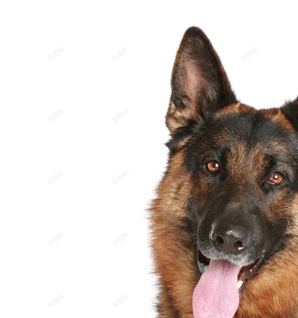 德国牧羊犬狼犬png免抠素材_新图网 https://ixintu.com 德国牧羊犬 狼犬