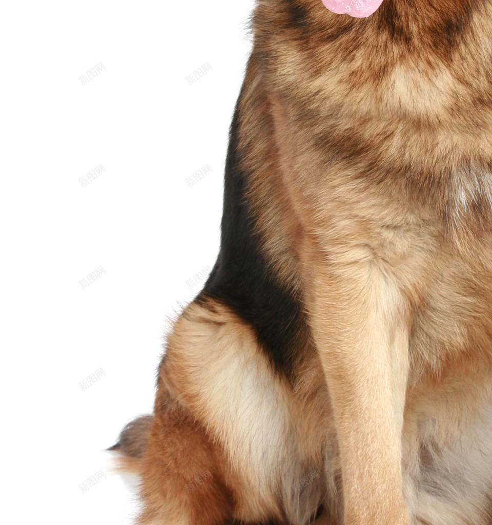 德国牧羊犬狼犬png免抠素材_新图网 https://ixintu.com 德国牧羊犬 狼犬