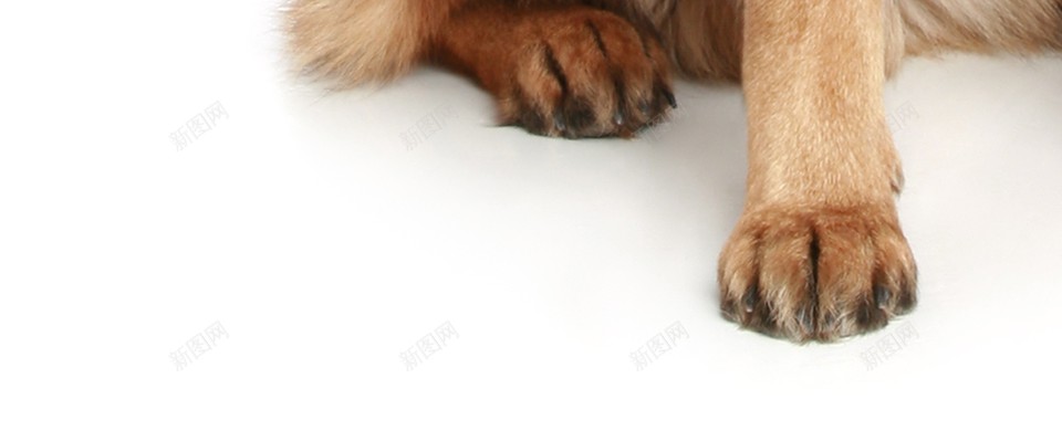 德国牧羊犬狼犬png免抠素材_新图网 https://ixintu.com 德国牧羊犬 狼犬