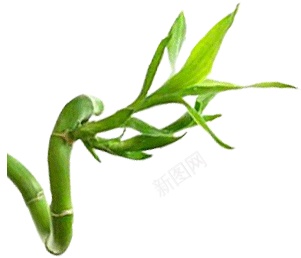竹竹子png免抠素材_新图网 https://ixintu.com 竹 竹子