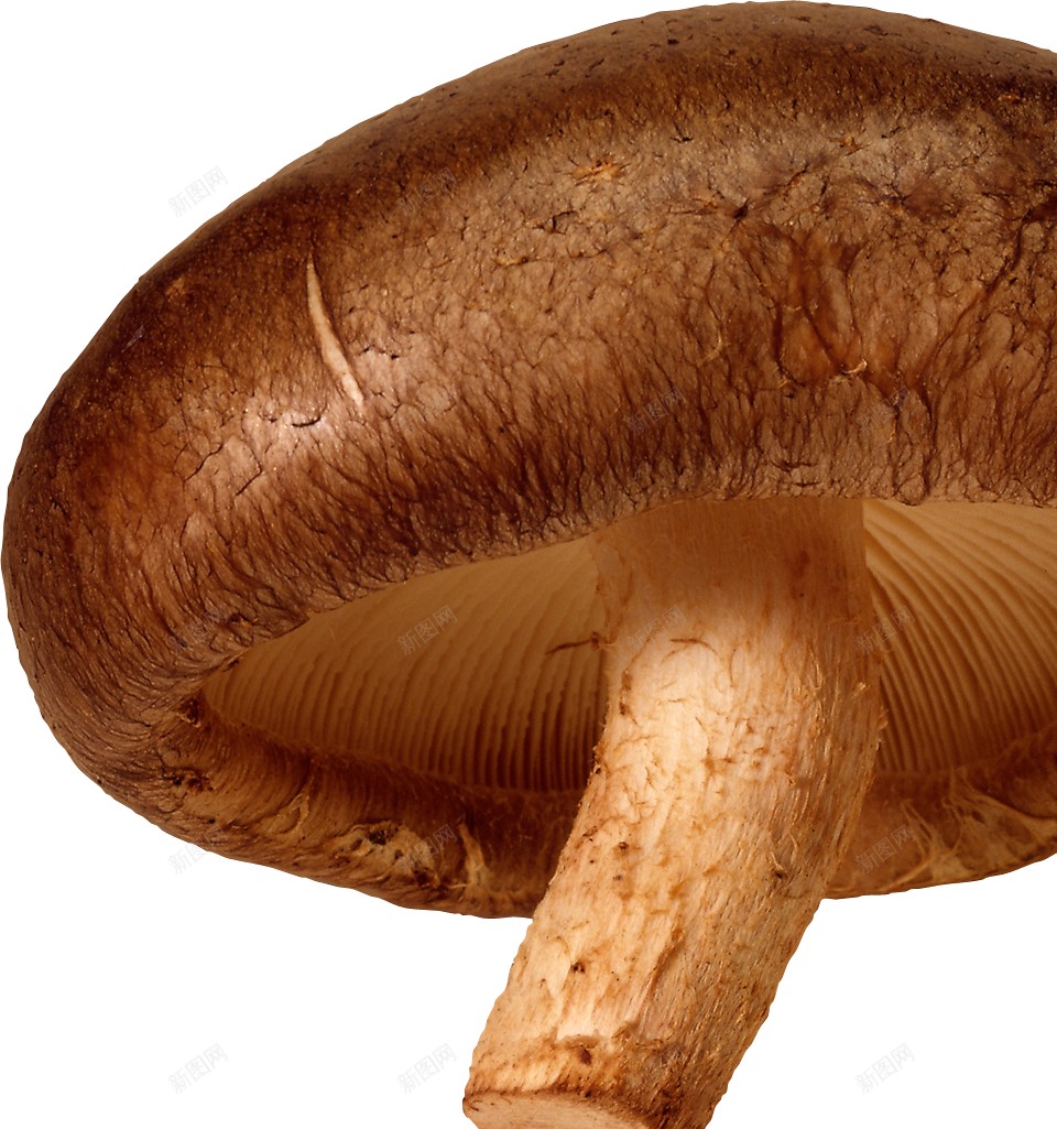 蘑菇蕈png免抠素材_新图网 https://ixintu.com 蕈 蘑菇