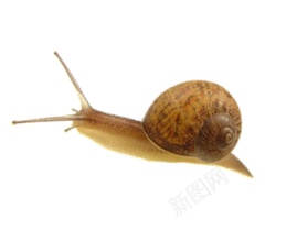 蜗牛snail的复数png免抠素材_新图网 https://ixintu.com snail的复数 蜗牛