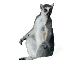 狐猴png免抠素材_新图网 https://ixintu.com 狐猴