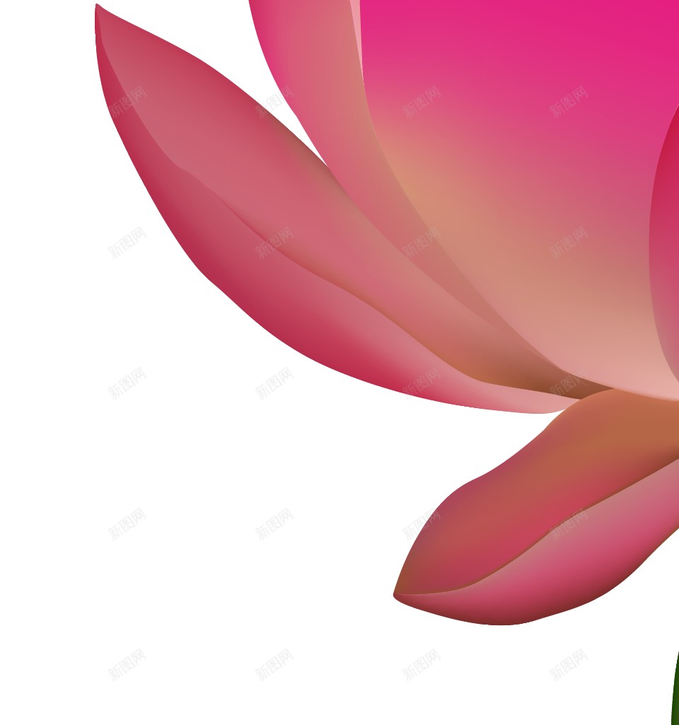手绘粉红色莲花图案png免抠素材_新图网 https://ixintu.com 卡通 可爱 夏天 夏季 精美绘画 池塘 花苞 荷花 莲花 纯洁 插画
