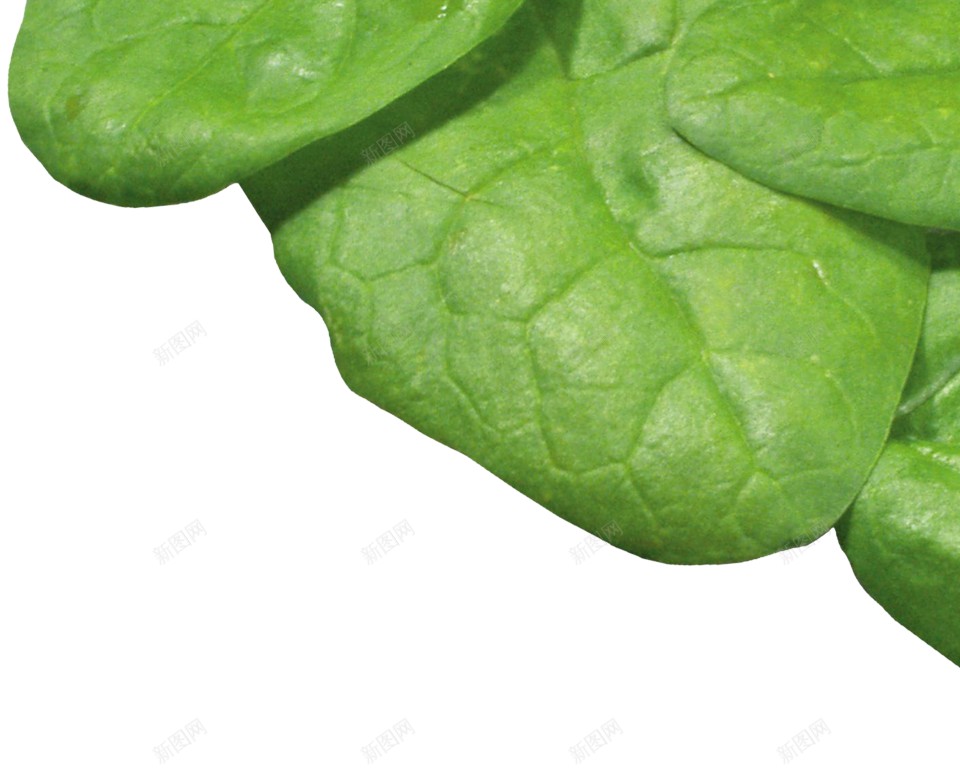 菠菜png免抠素材_新图网 https://ixintu.com 菠菜