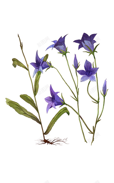 风铃草属吊钟花png免抠素材_新图网 https://ixintu.com 吊钟花 风铃草属