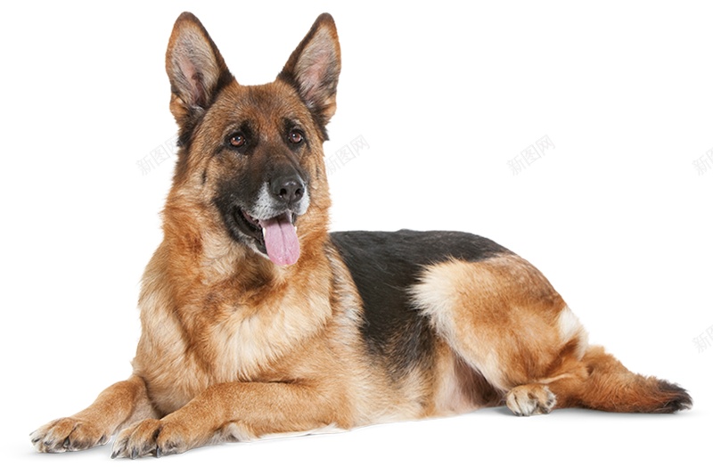 德国牧羊犬狼犬png免抠素材_新图网 https://ixintu.com 德国牧羊犬 狼犬