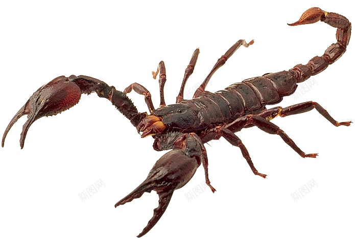 蝎子scorpion的复数png免抠素材_新图网 https://ixintu.com scorpion的复数 蝎子
