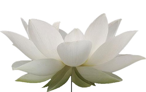 手绘淡黄色莲花图案png免抠素材_新图网 https://ixintu.com 卡通 可爱 夏天 夏季 插画 池塘 荷叶 开放 荷花 精美 莲花 纯洁