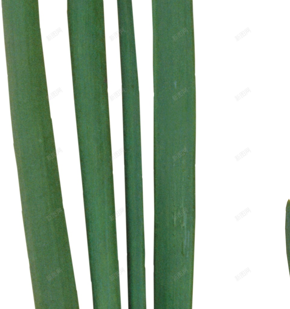 新鲜的青蒜青蒜苗蒜苔图片png免抠素材_新图网 https://ixintu.com 青蒜 青蒜苗 新鲜 蒜苔 蒜苗 蔬菜