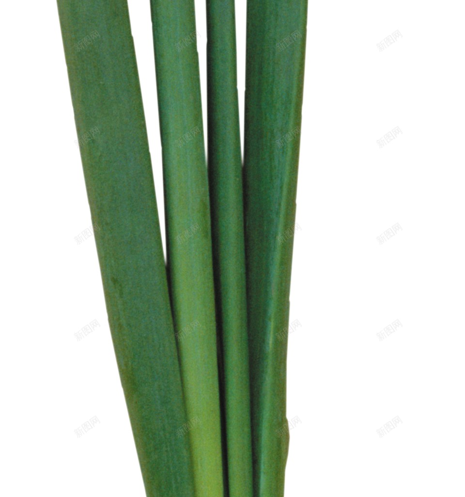 新鲜的青蒜青蒜苗蒜苔图片png免抠素材_新图网 https://ixintu.com 青蒜 青蒜苗 新鲜 蒜苔 蒜苗 蔬菜
