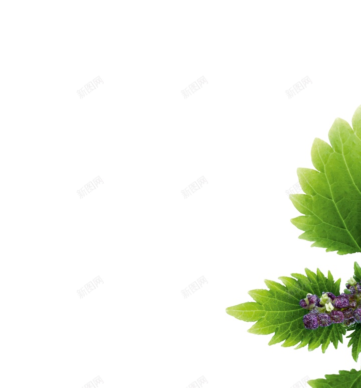 荨麻使烦恼png免抠素材_新图网 https://ixintu.com 使烦恼 荨麻