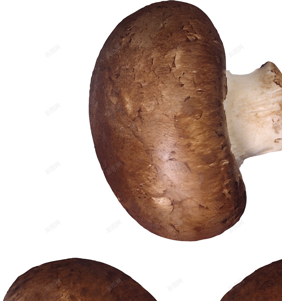 蘑菇蕈png免抠素材_新图网 https://ixintu.com 蕈 蘑菇